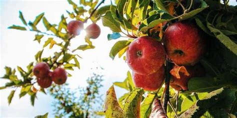 Elma ağacı kaç yılda meyve verir
